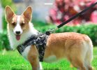 Dog Reflectorized Harness Set Dragon Pattern Safety Vest Adjustable Harness Pet Training Accessories - gold - XL