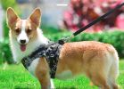 Dog Reflectorized Harness Set Dragon Pattern Safety Vest Adjustable Harness Pet Training Accessories - gold - XS